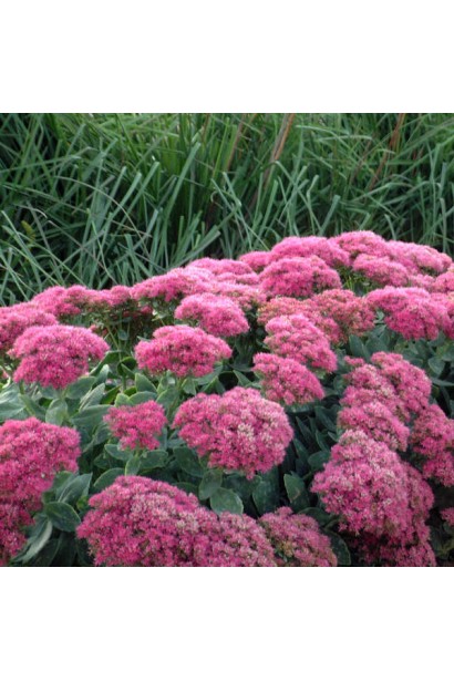 ‘Neon’ Sedum spectabile ‘Неон’ 
